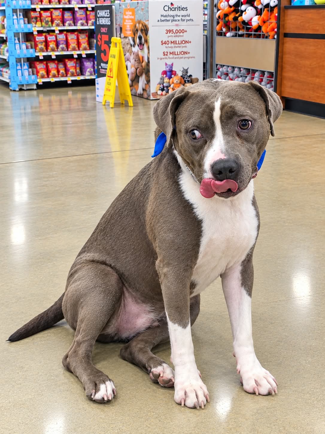Butch Male American Bulldog Mix