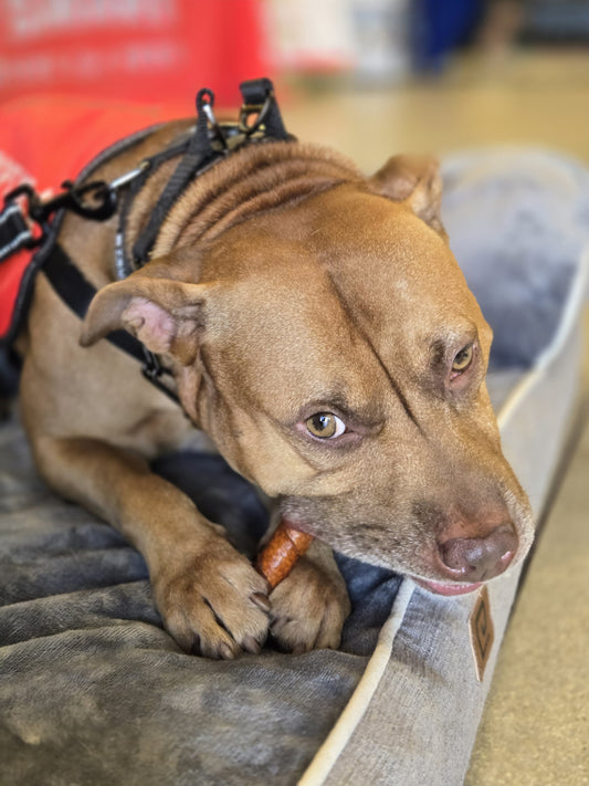 Bam Bam Male American Pit Bull Terrier