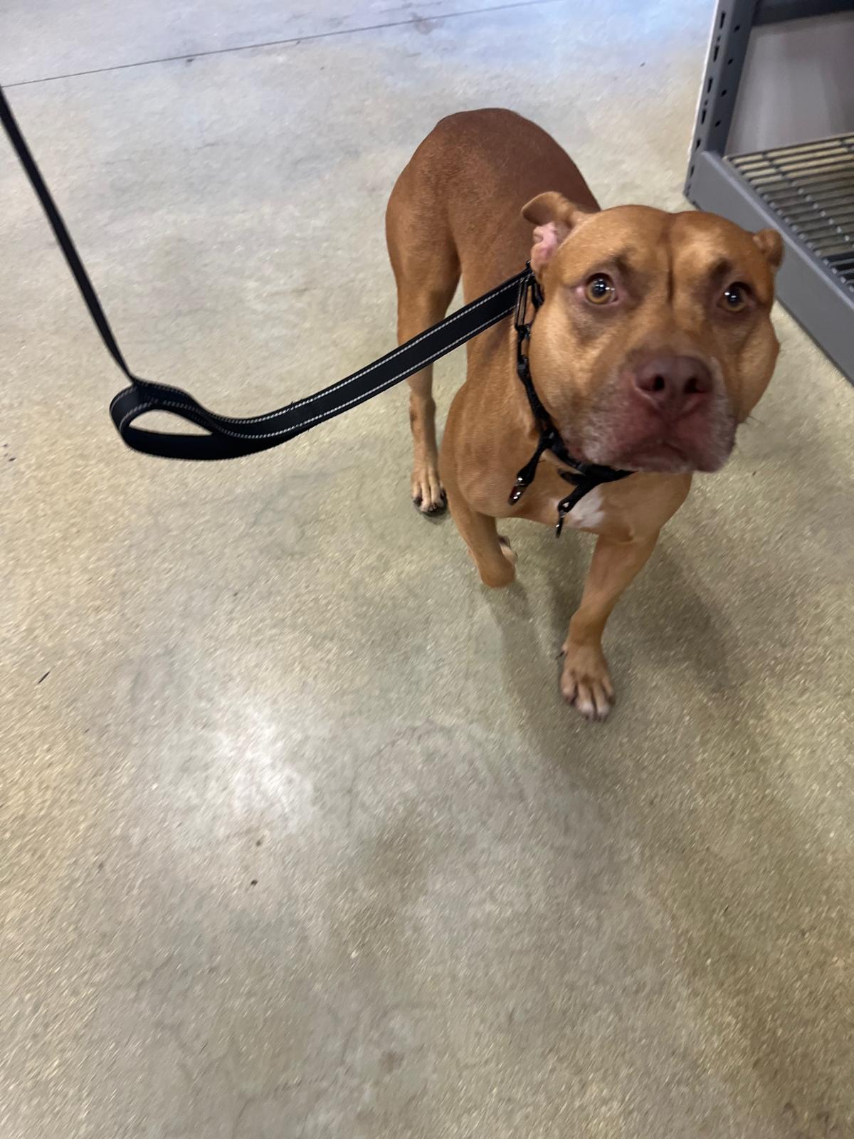 Bam Bam Male American Pit Bull Terrier
