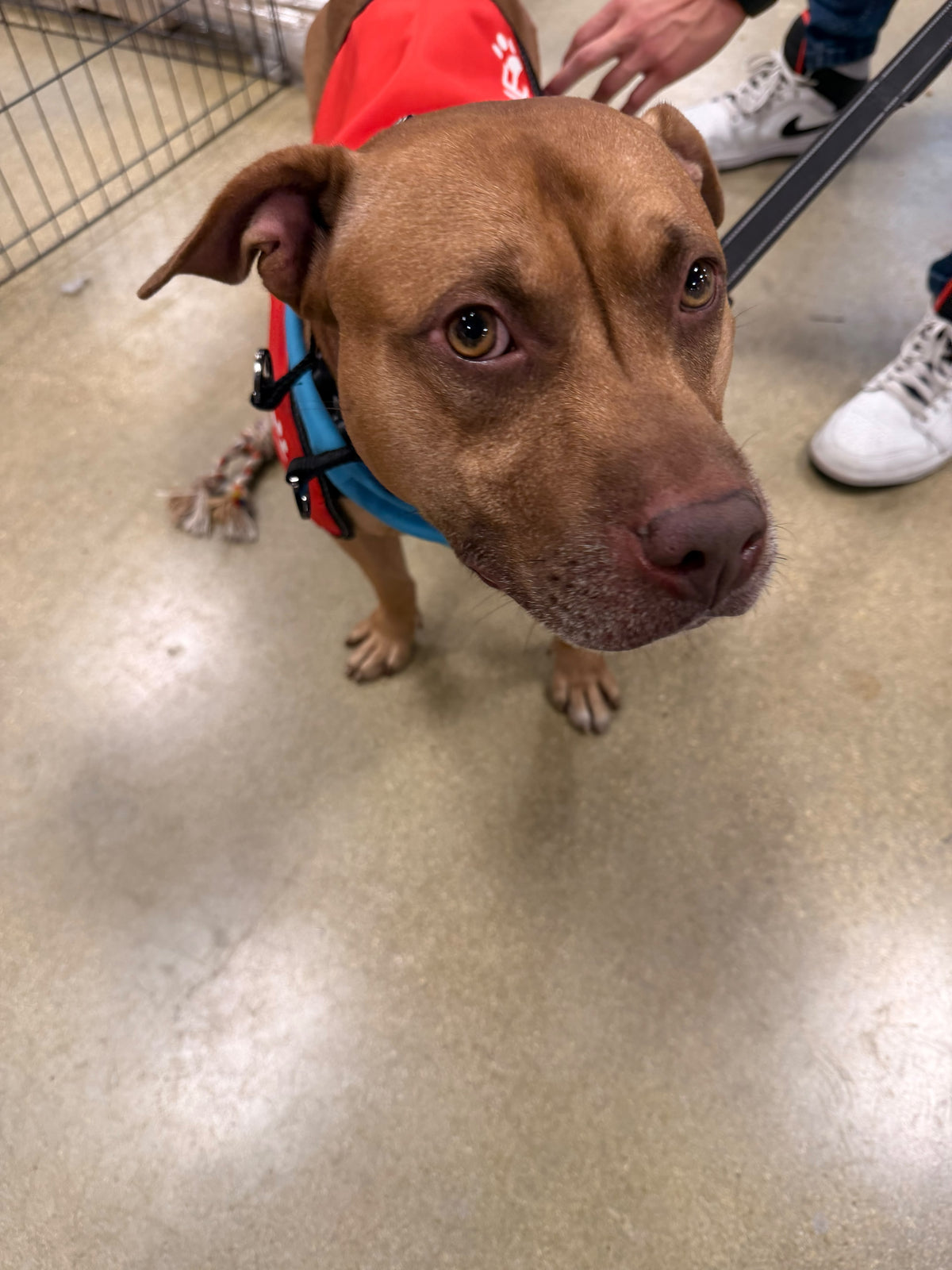 Bam Bam Male American Pit Bull Terrier