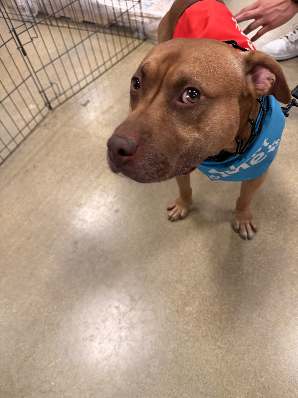 Bam Bam Male American Pit Bull Terrier