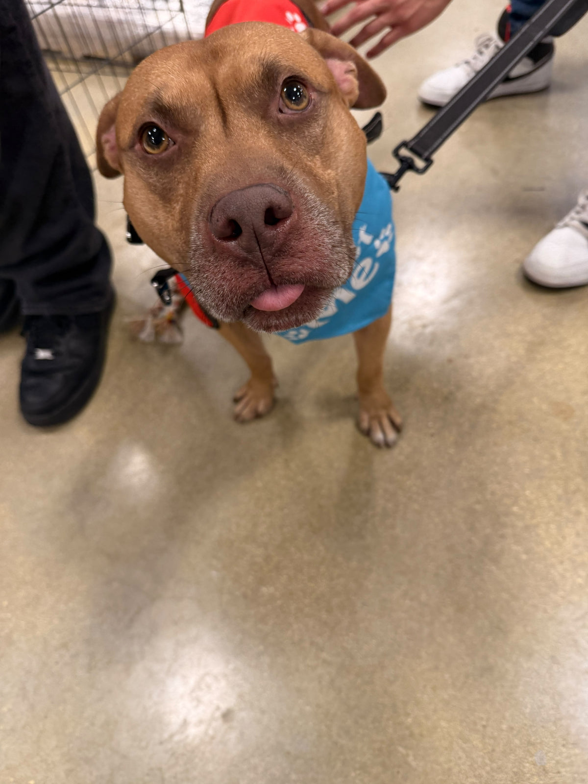 Bam Bam Male American Pit Bull Terrier