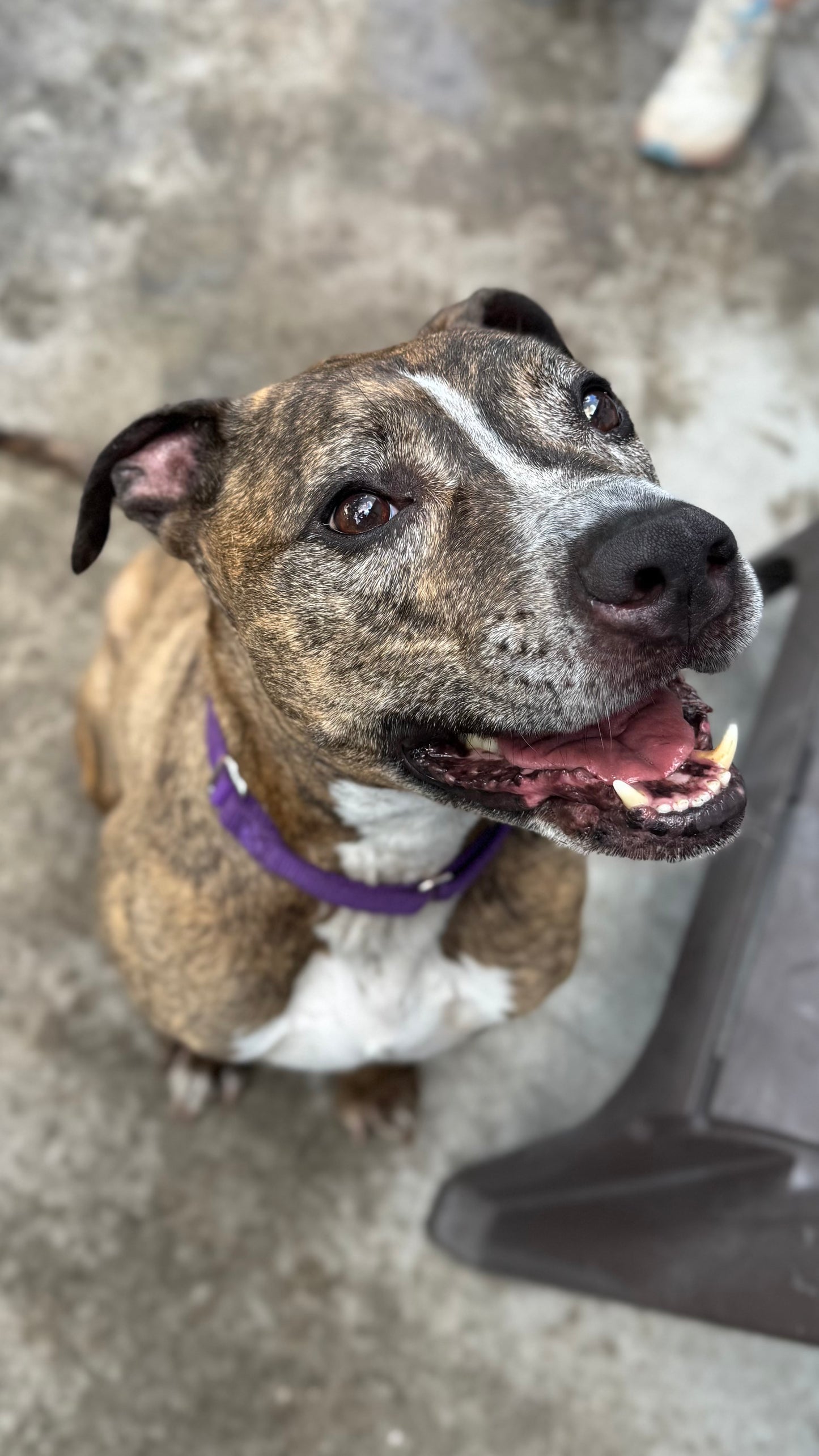 Loki Male American Staffordshire Terrier