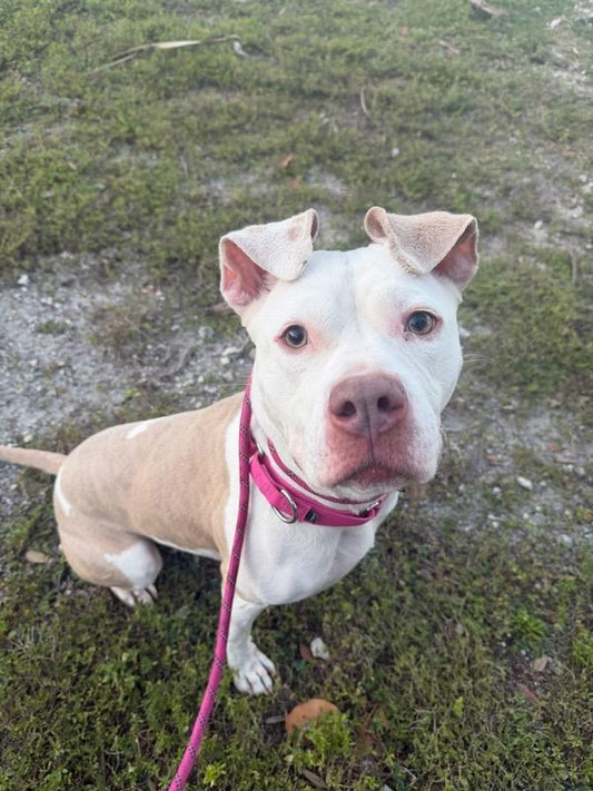 Pinto Female American Staffordshire Terrier