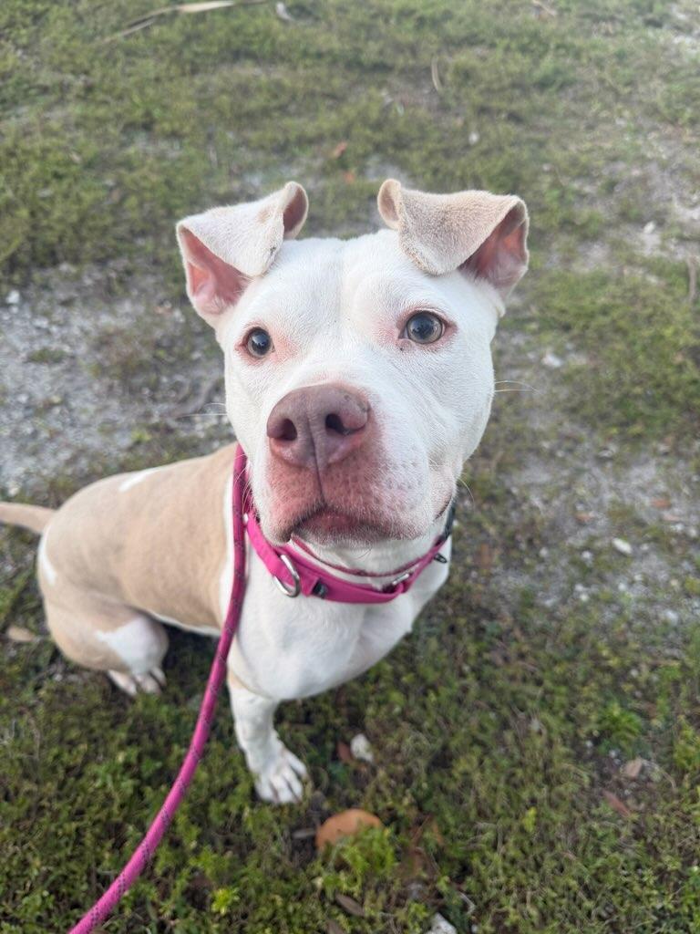 Pinto Female American Staffordshire Terrier