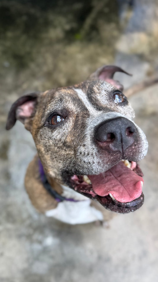 Loki Male American Staffordshire Terrier