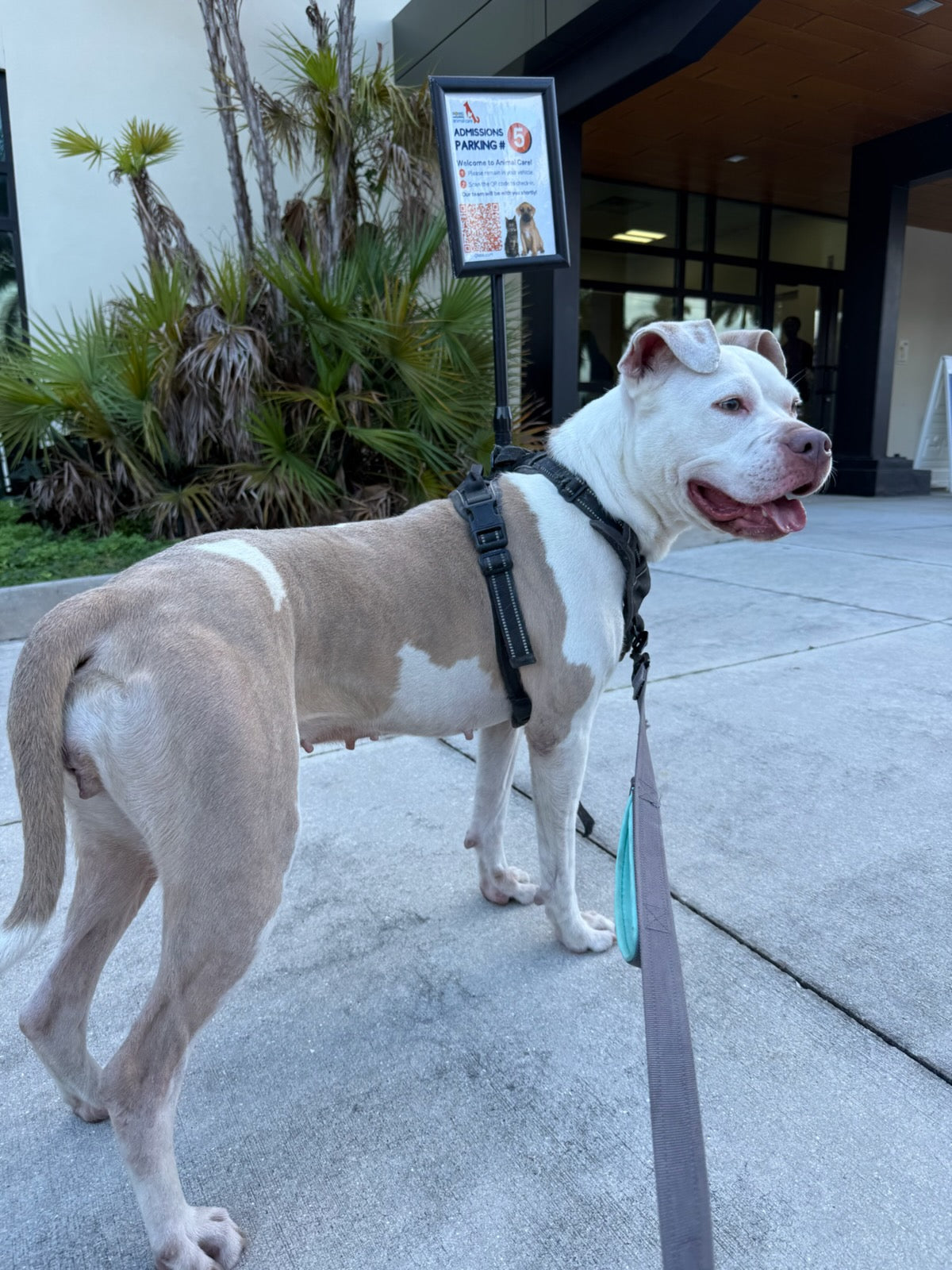 Pinto Female American Staffordshire Terrier