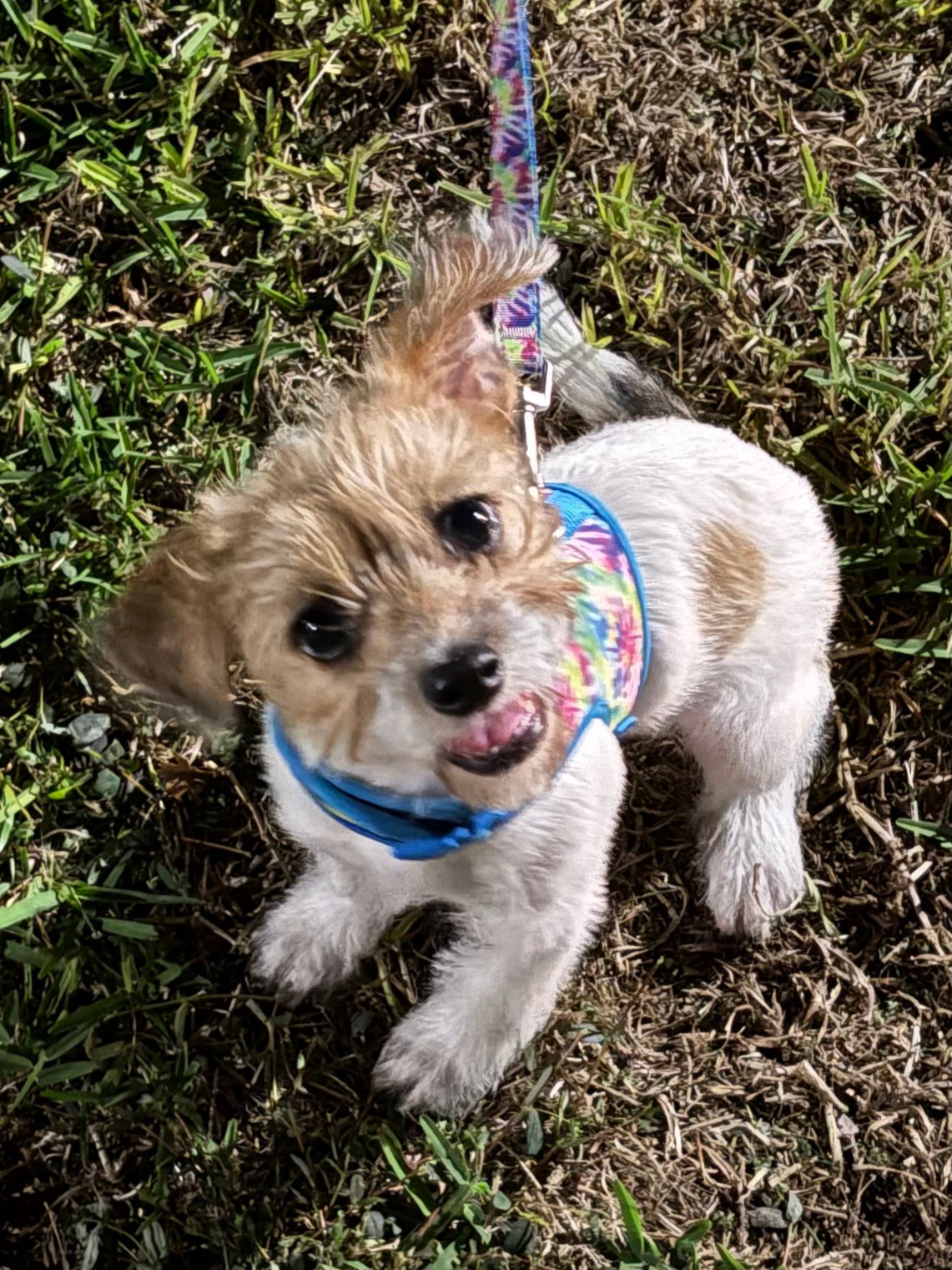 Eevee Female Jack Russell Yorkshire Terrier Mix Puppy