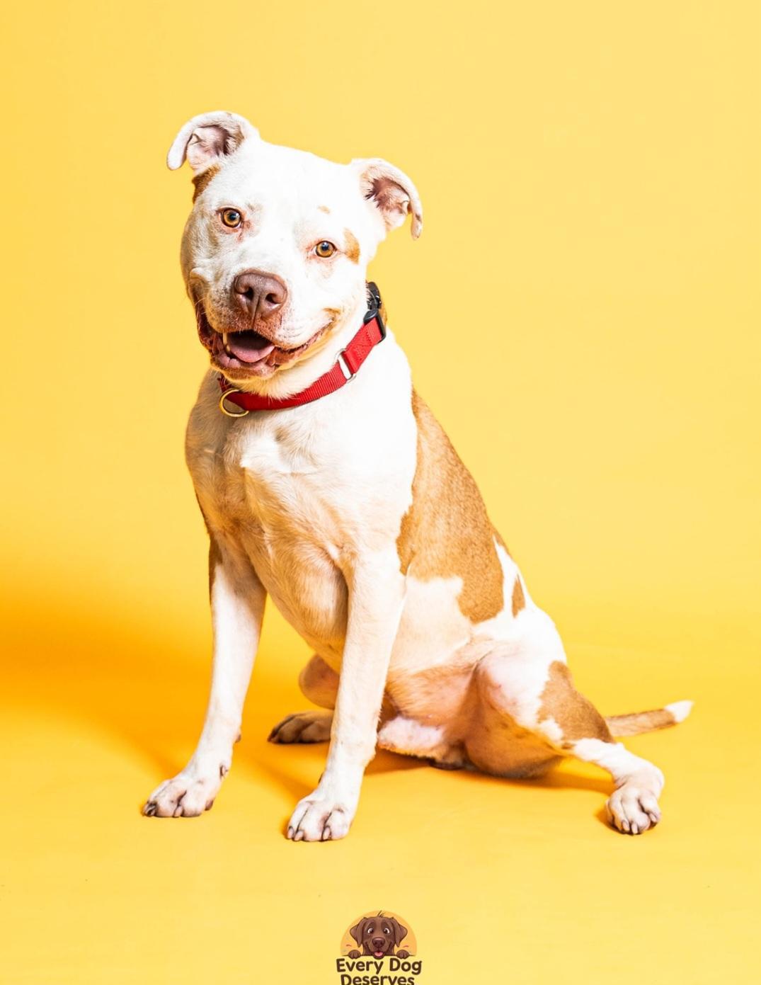 Nikan Male Red Nose Pitbull