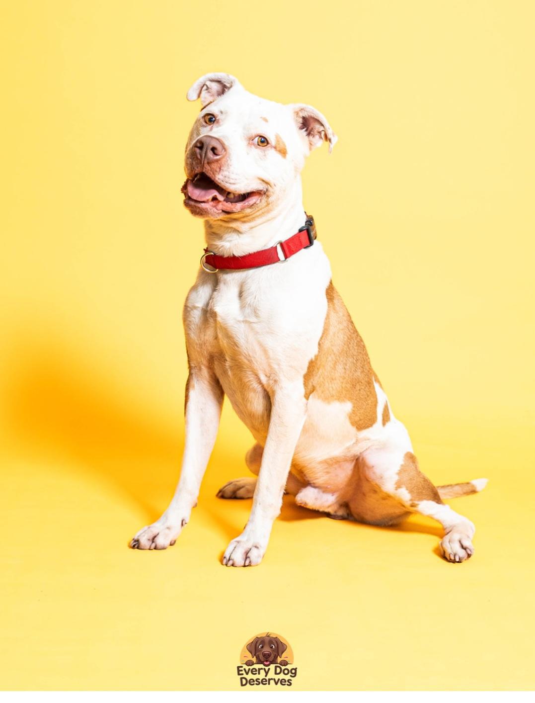 Nikan Male Red Nose Pitbull