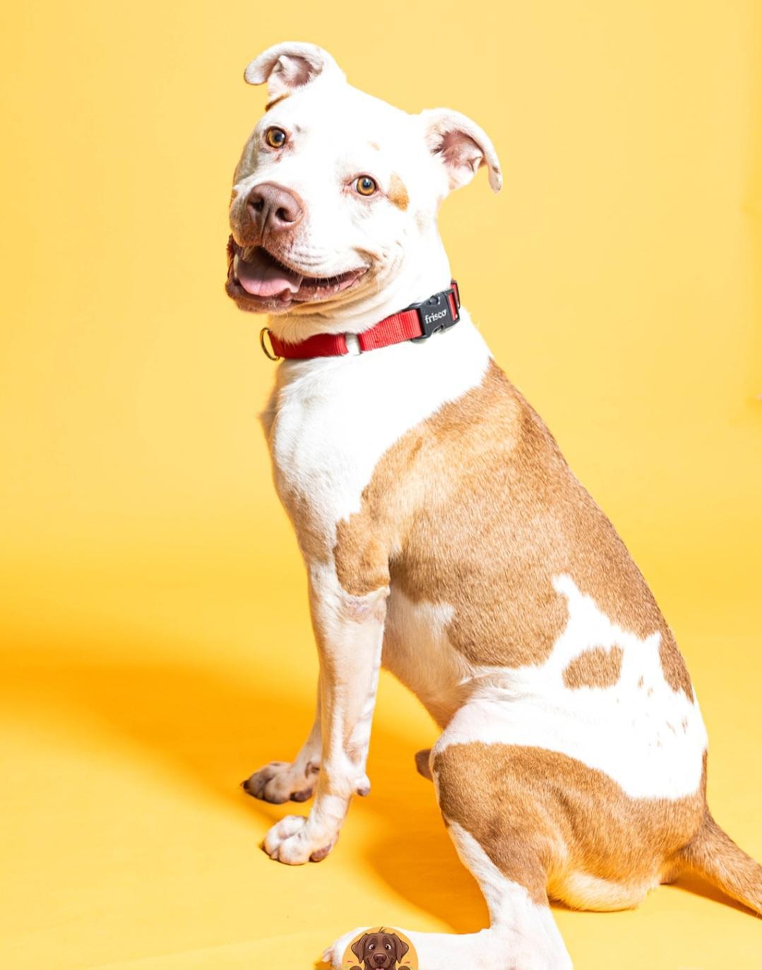Nikan Male Red Nose Pitbull