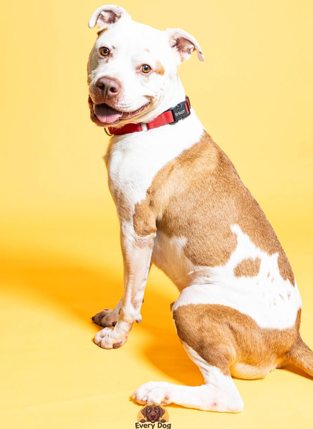 Nikan Male Red Nose Pitbull