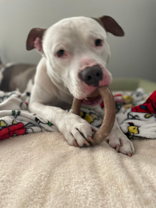 Draco Male American Staffordshire Terrier