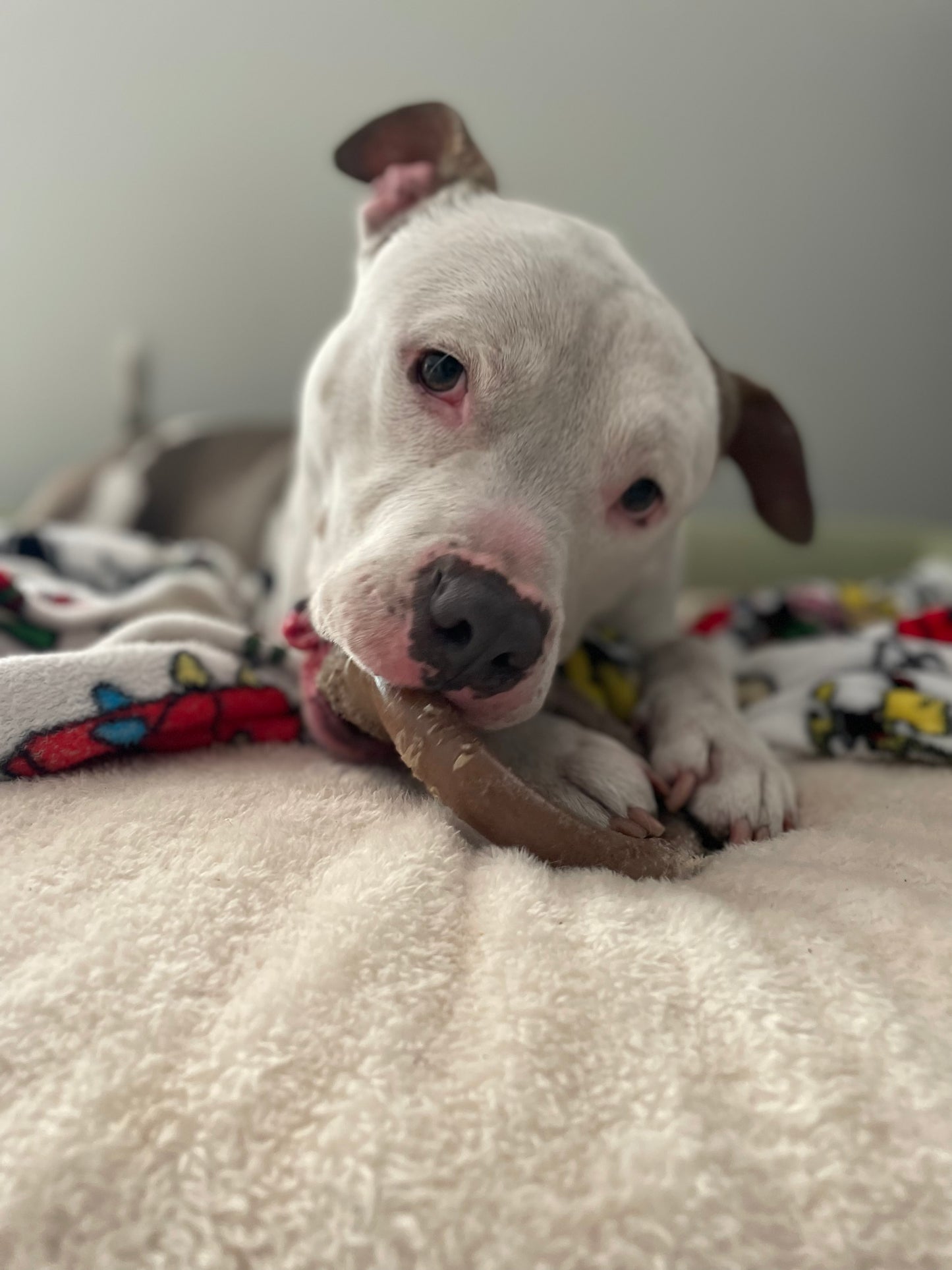 Draco Male American Staffordshire Terrier