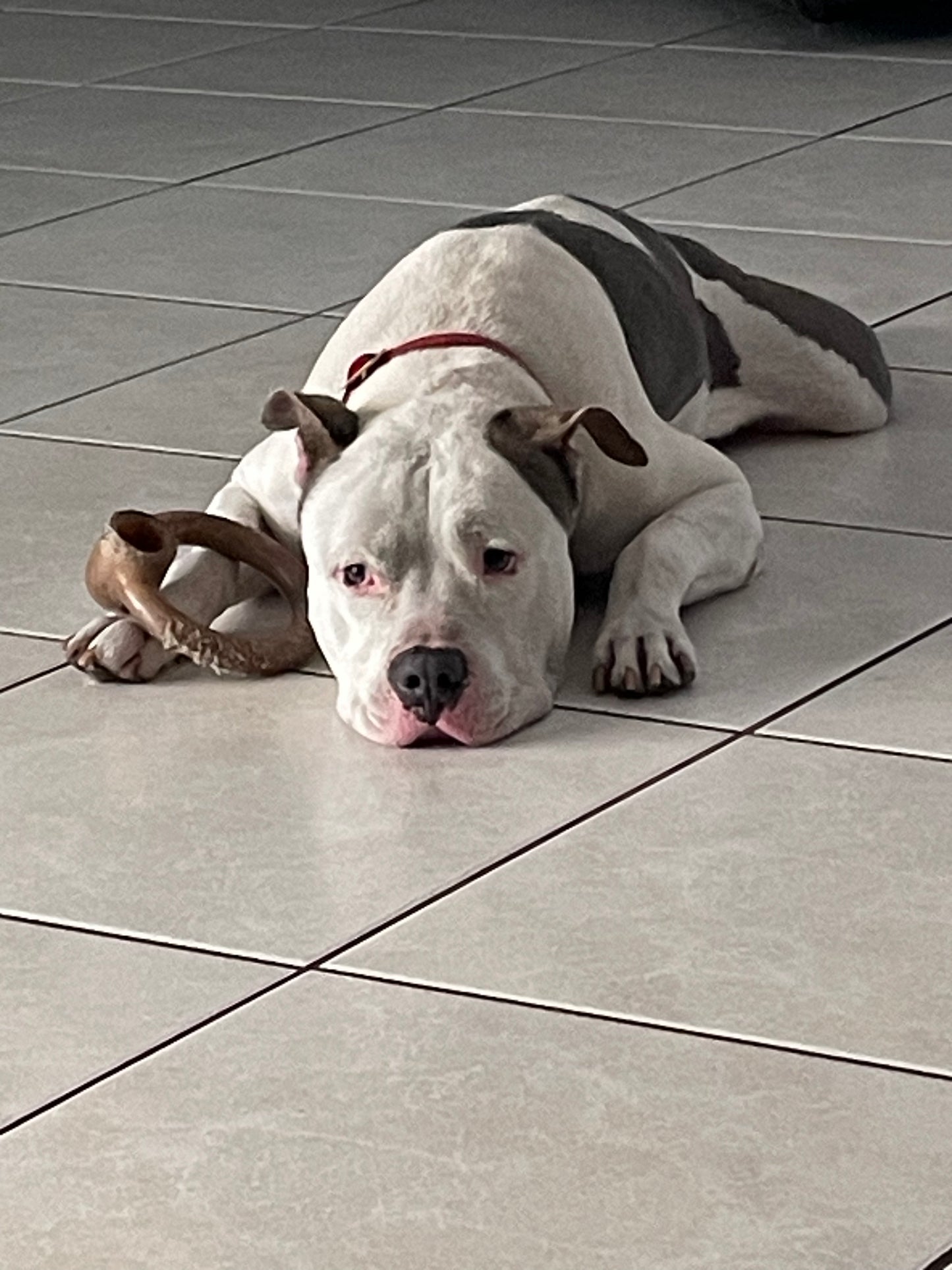 Draco Male American Staffordshire Terrier