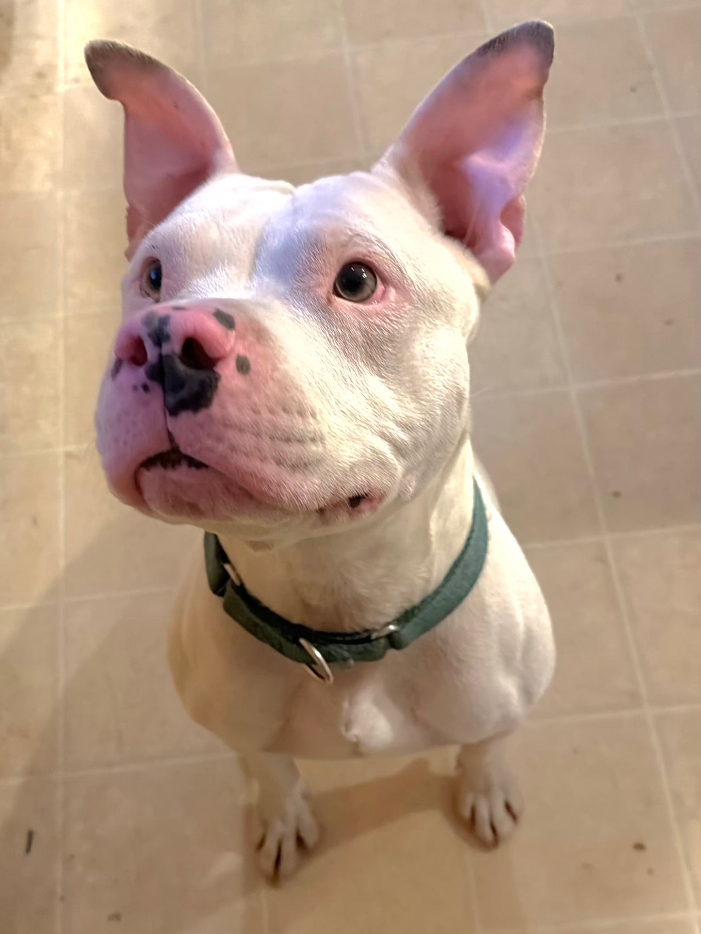 Lance Male American Staffordshire Terrier