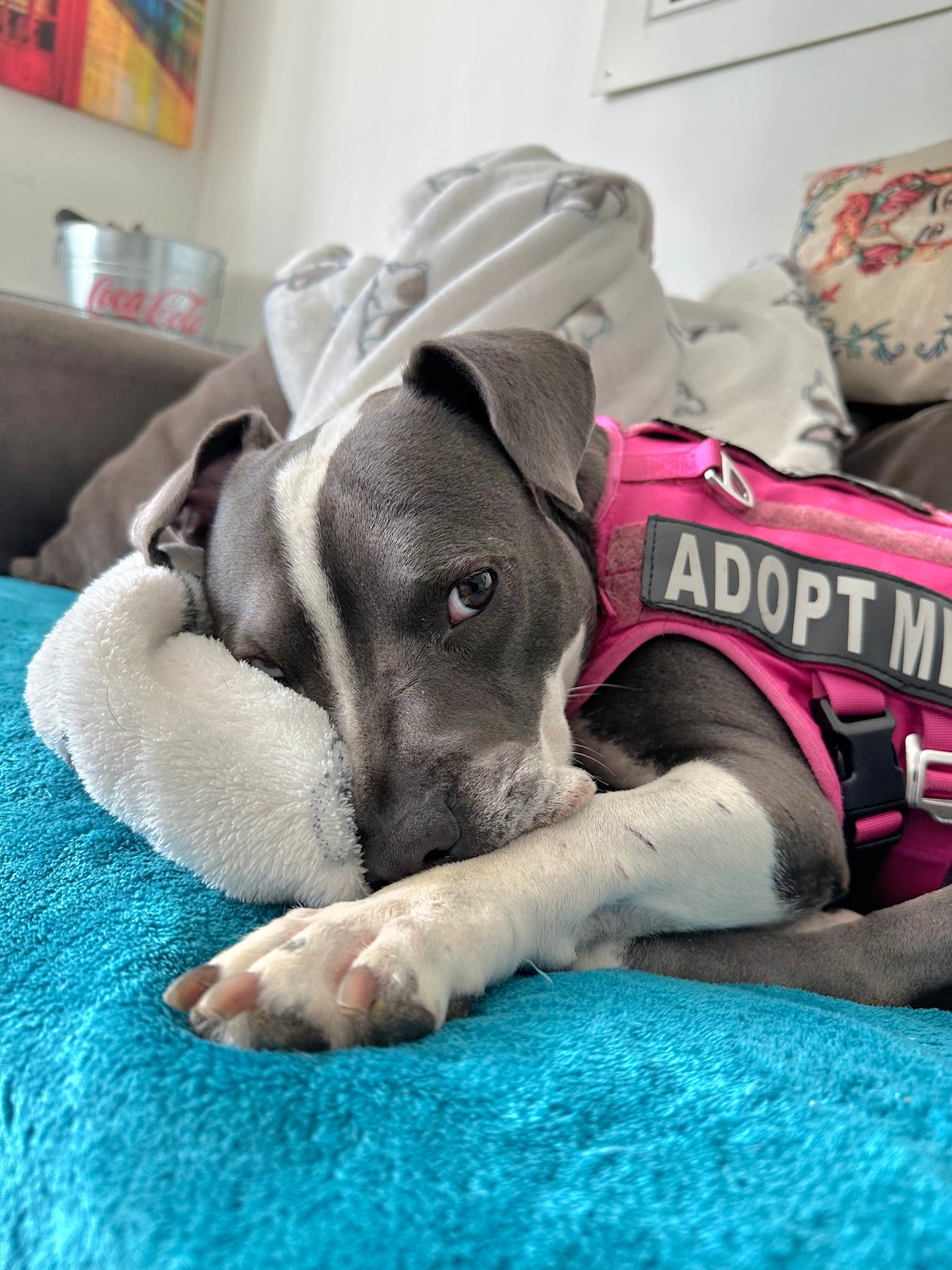 Sabrina Female Siberian Husky Pitbull Mix