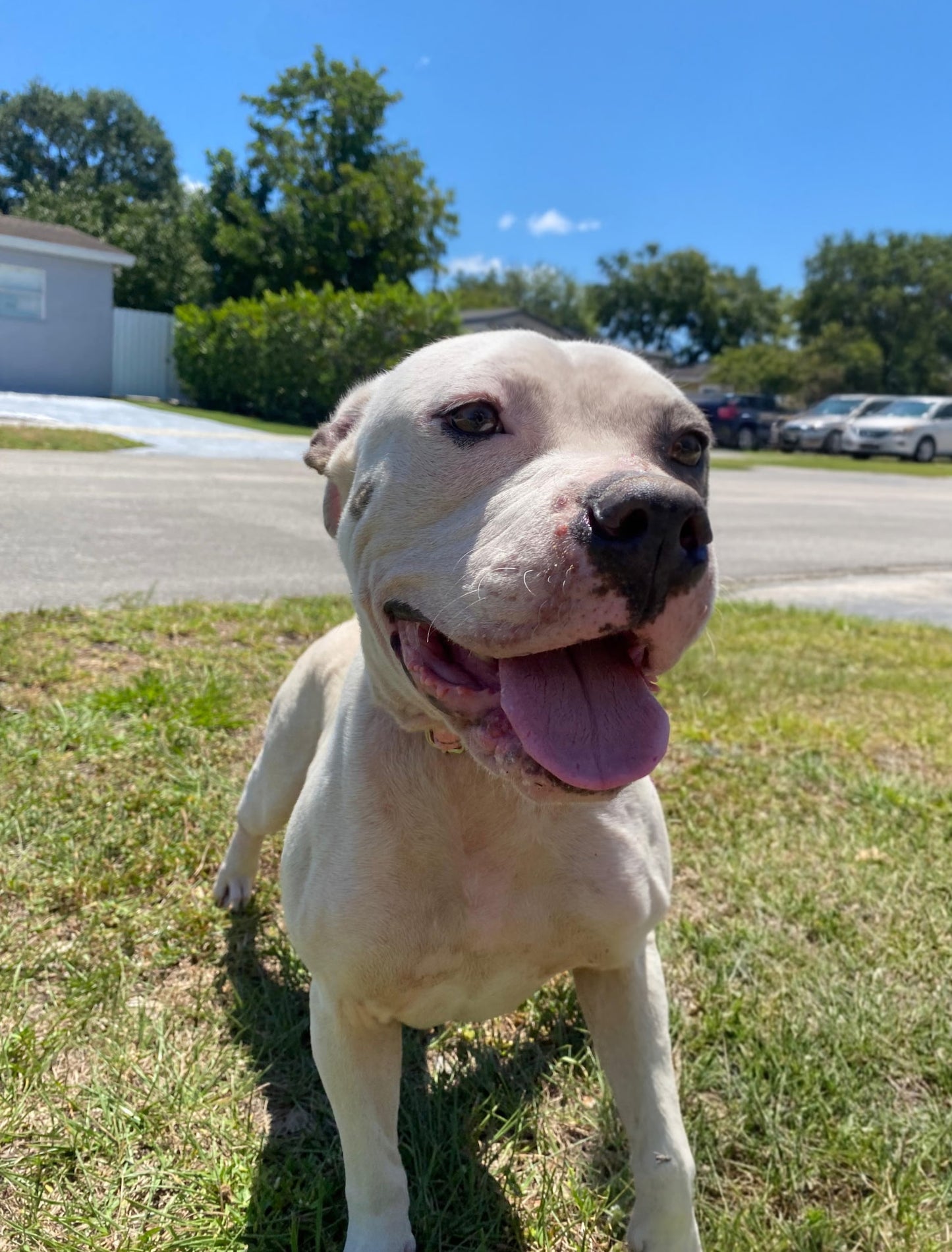 Layla Female American Bulldog