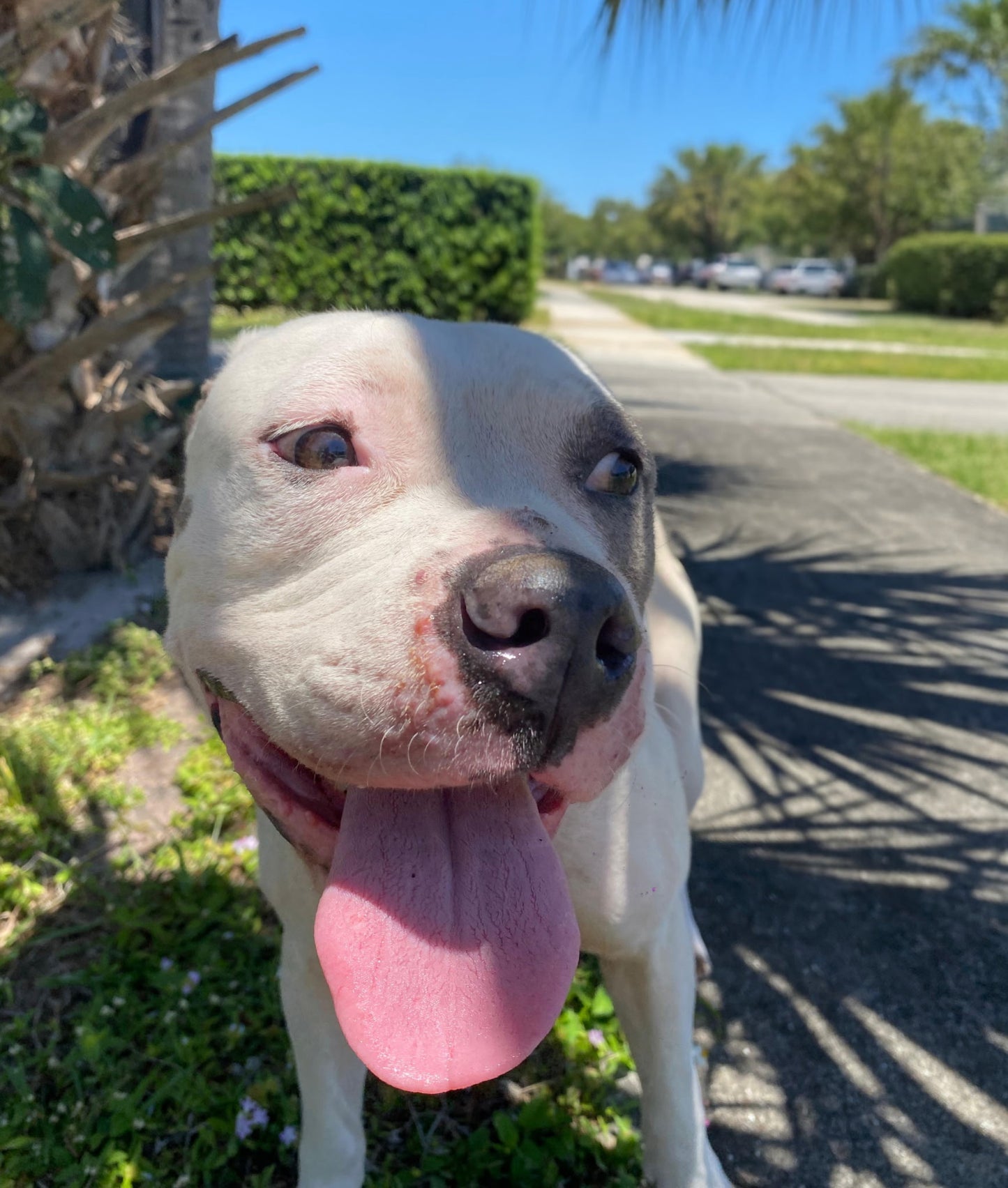 Layla Female American Bulldog