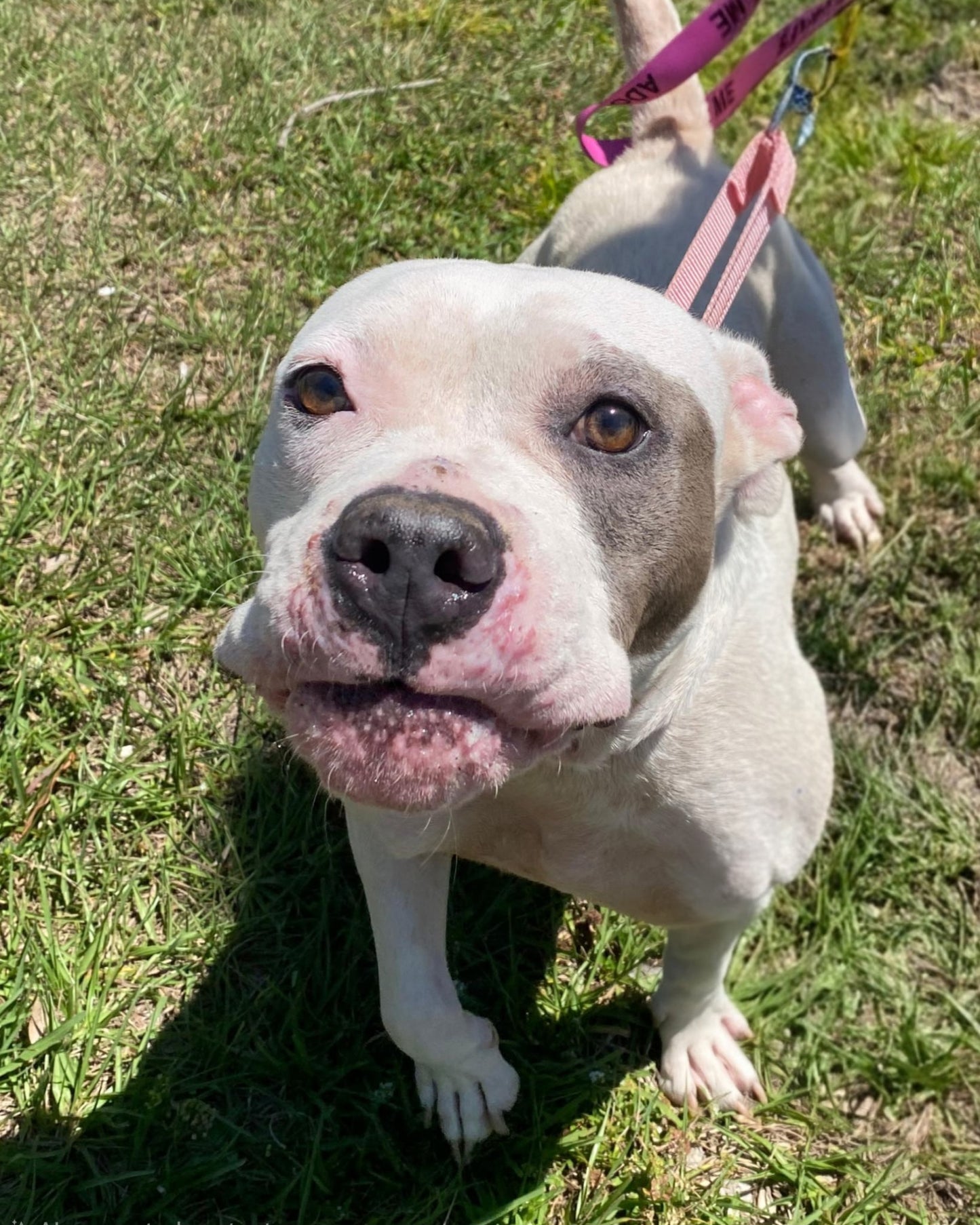 Layla Female American Bulldog