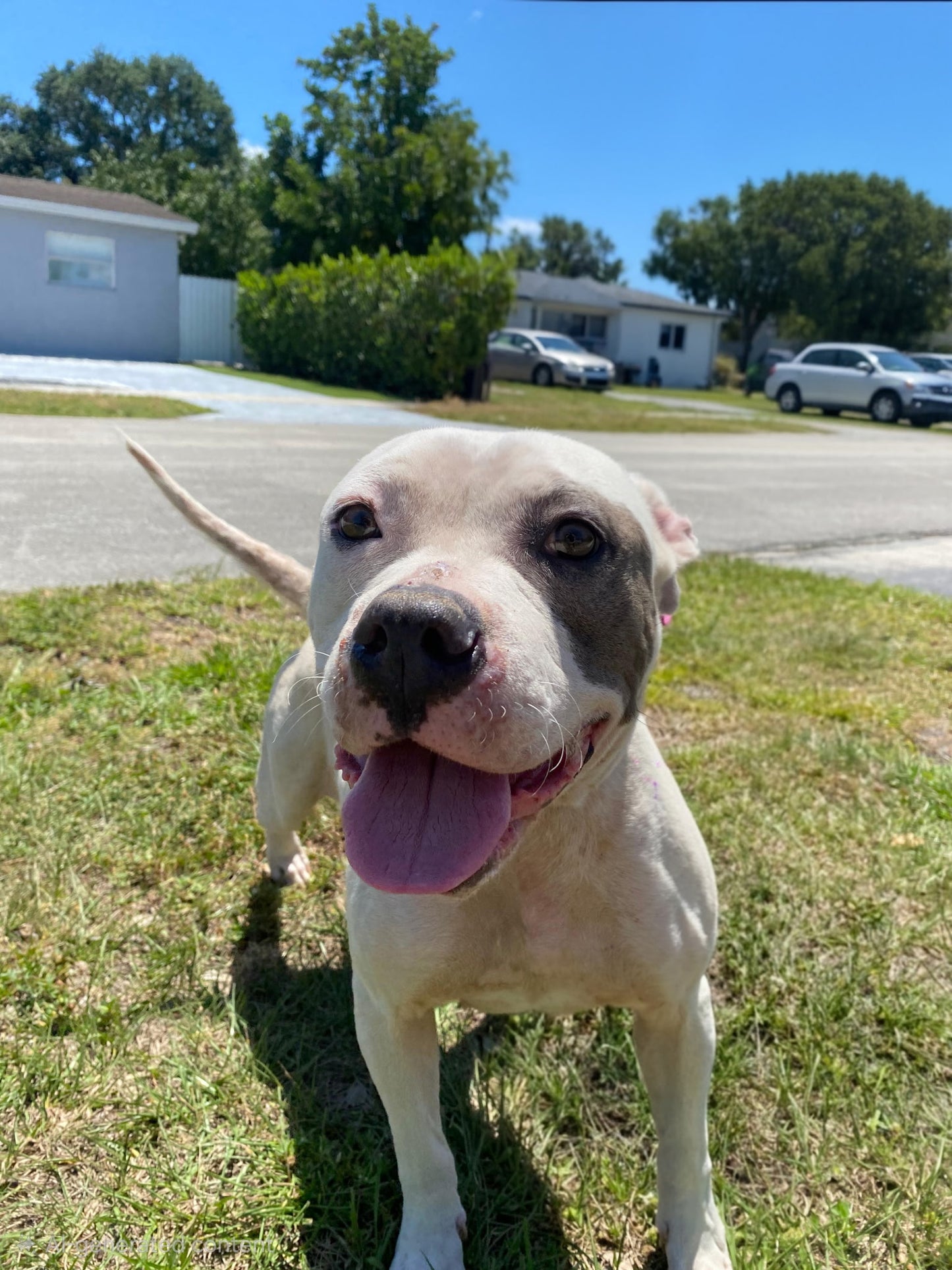 Layla Female American Bulldog