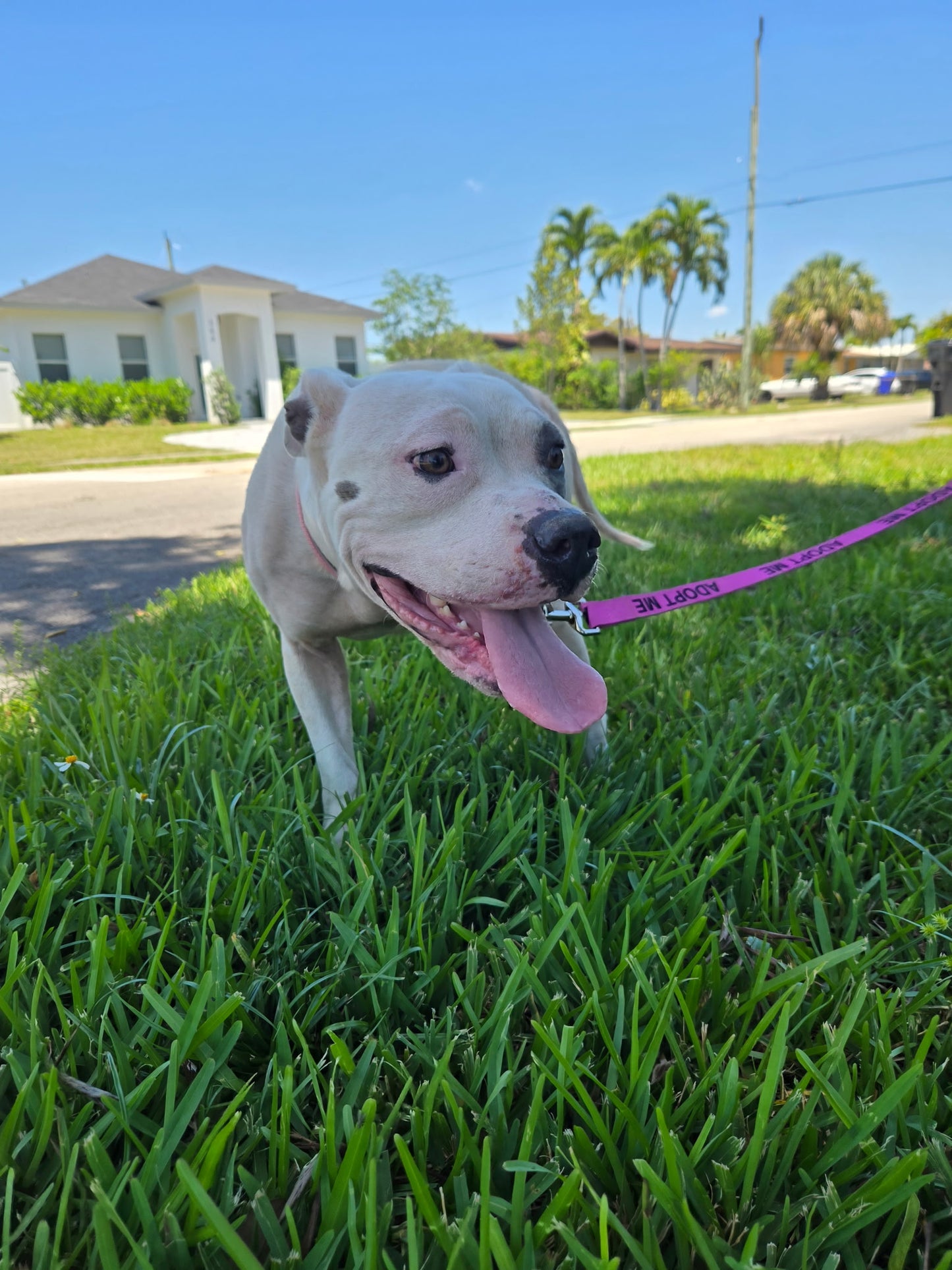 Layla Female American Bulldog