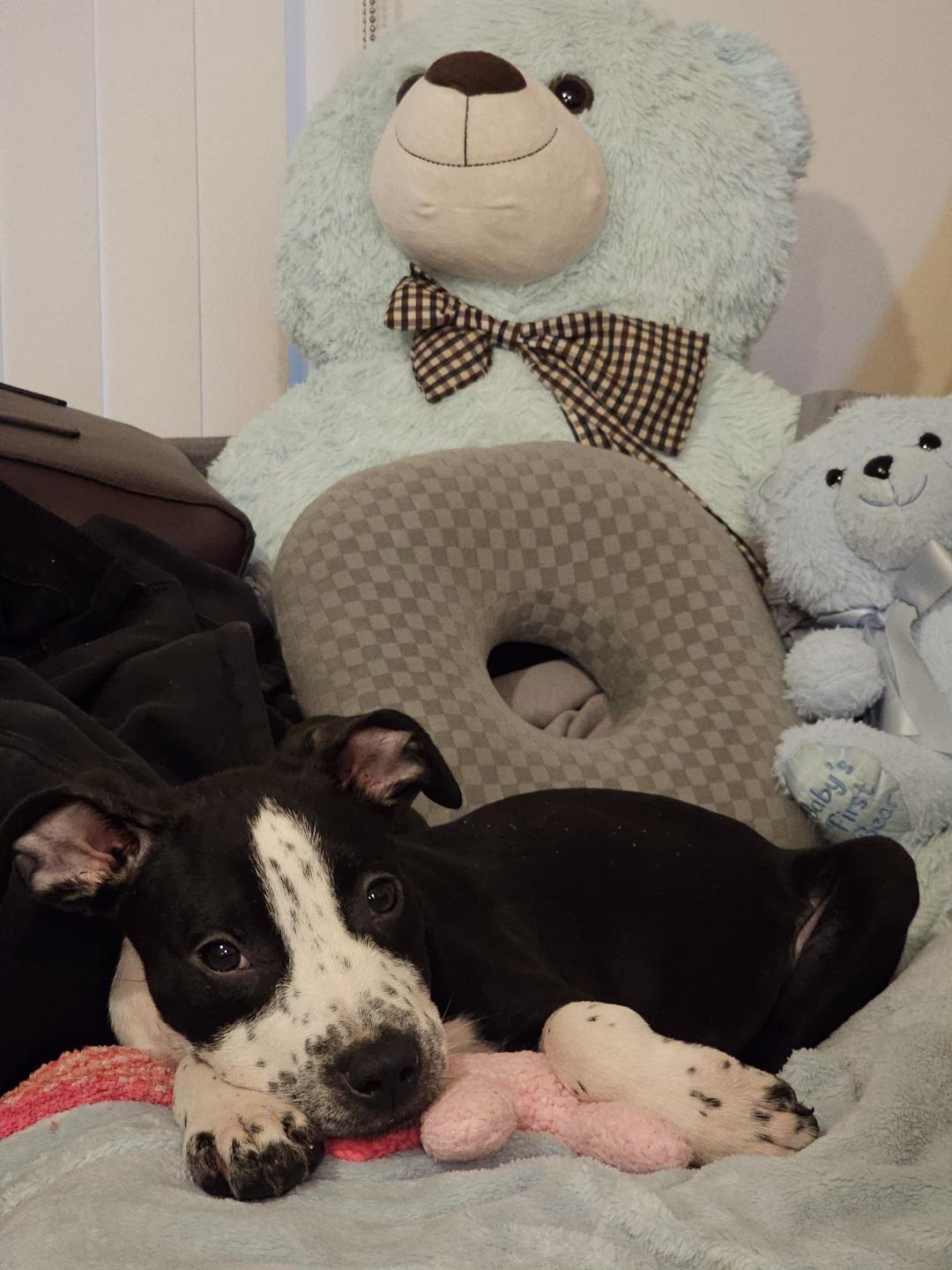 Liverpool Female American Staffordshire Terrier Puppy