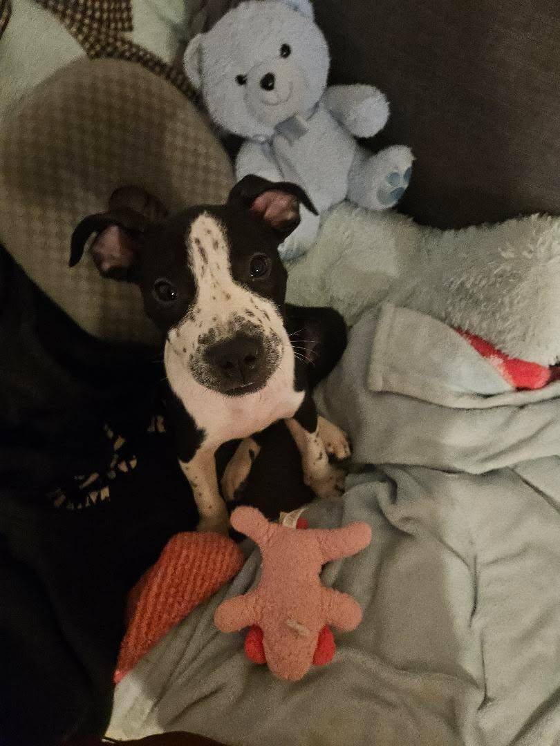 Liverpool Female American Staffordshire Terrier Puppy