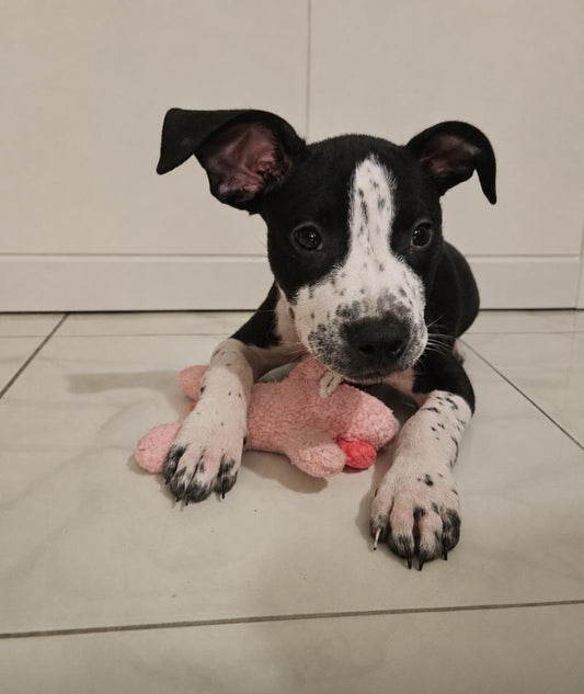 Liverpool Female American Staffordshire Terrier Puppy