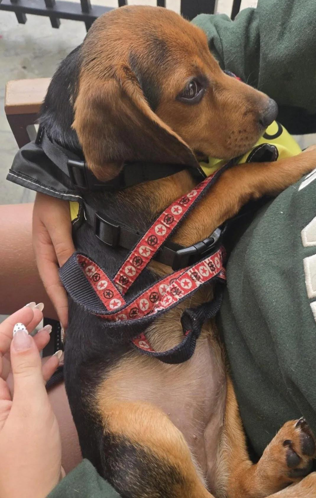 Shamrock Female Basset Hound Mix Puppy