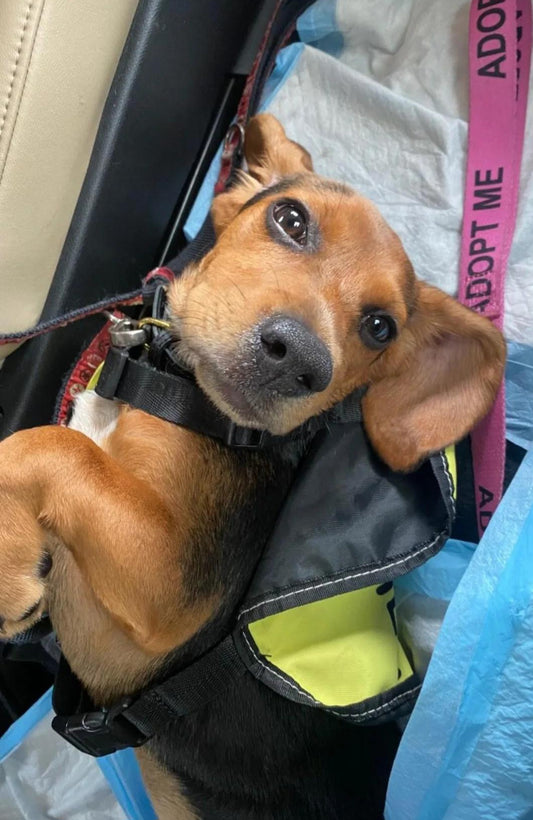 Shamrock Female Basset Hound Mix Puppy