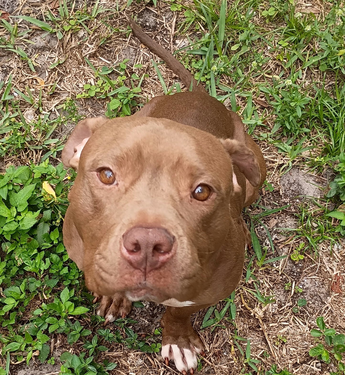 Coco Female American Bulldog