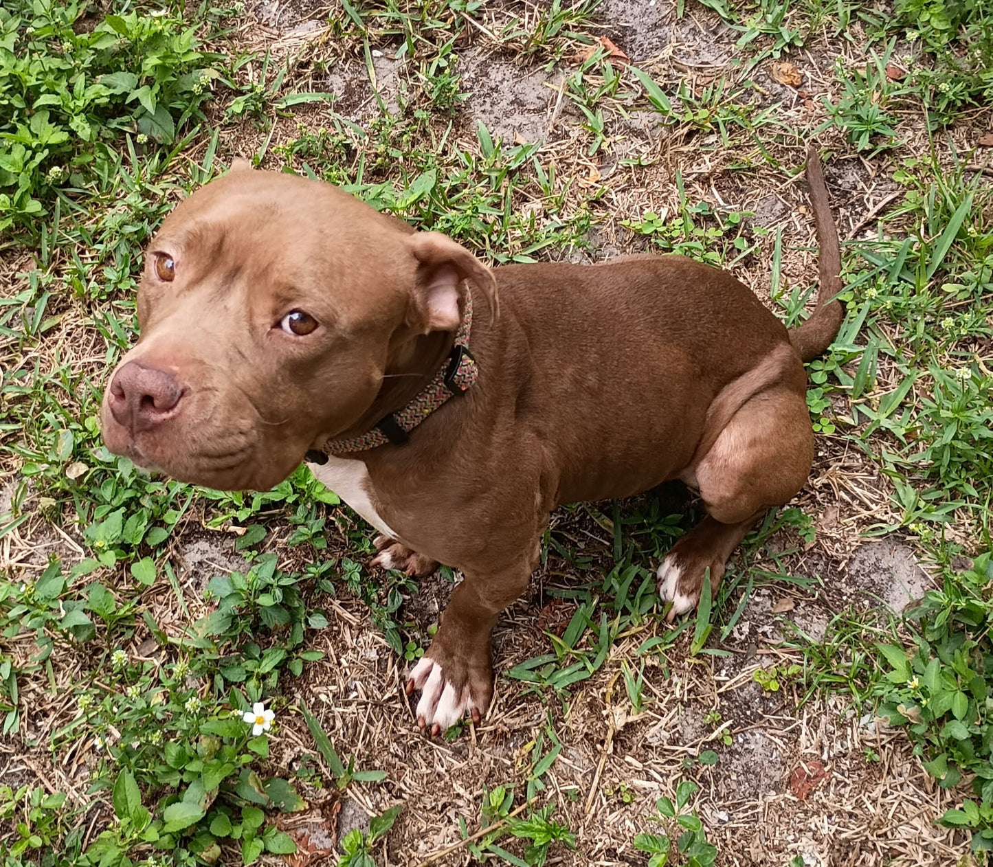 Coco Female American Bulldog