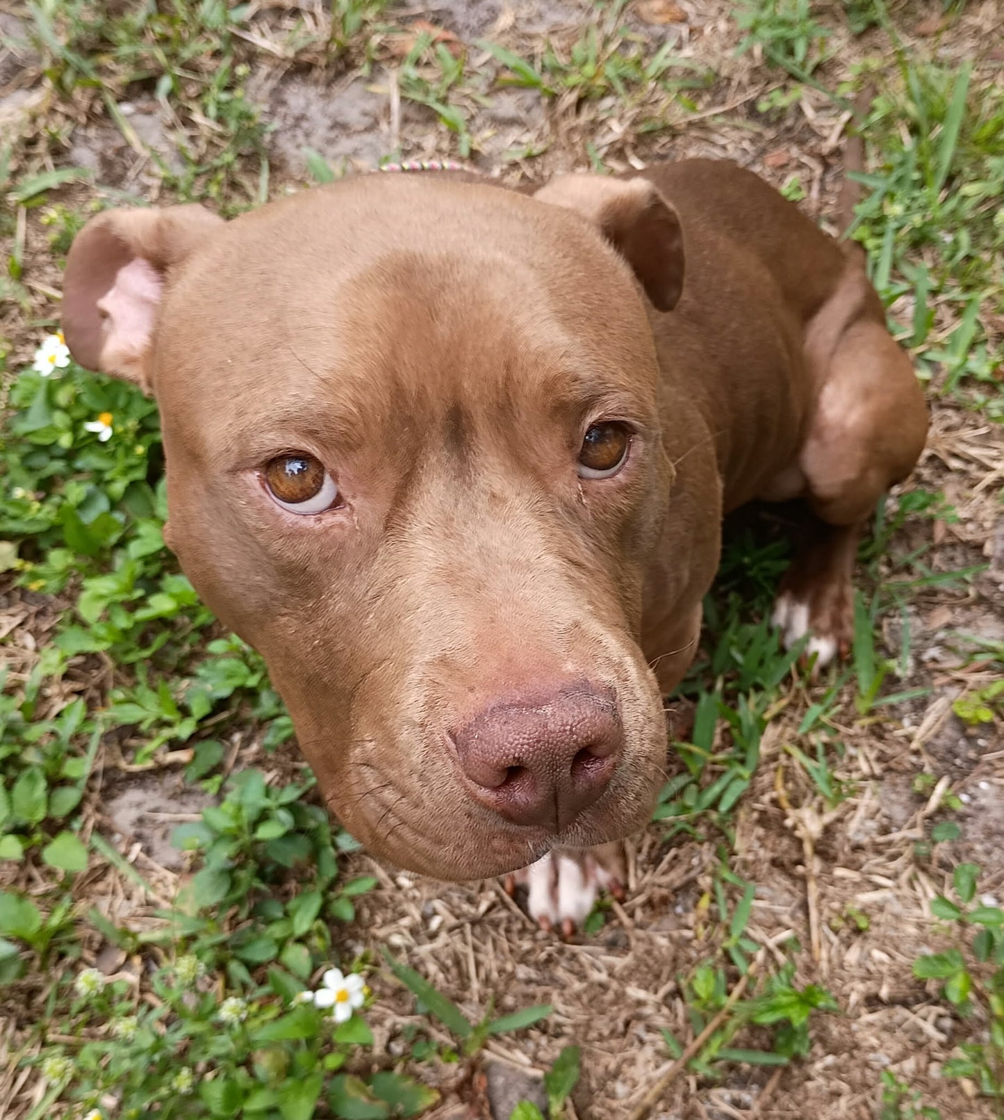 Coco Female American Bulldog