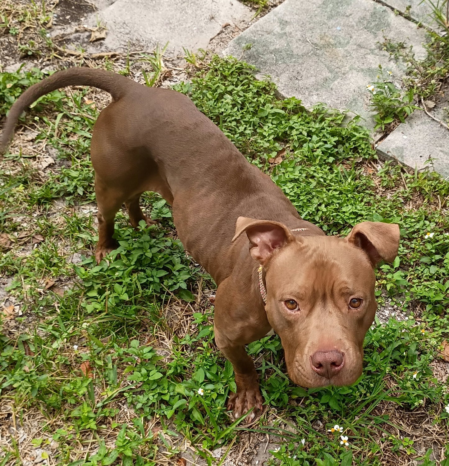 Coco Female American Bulldog