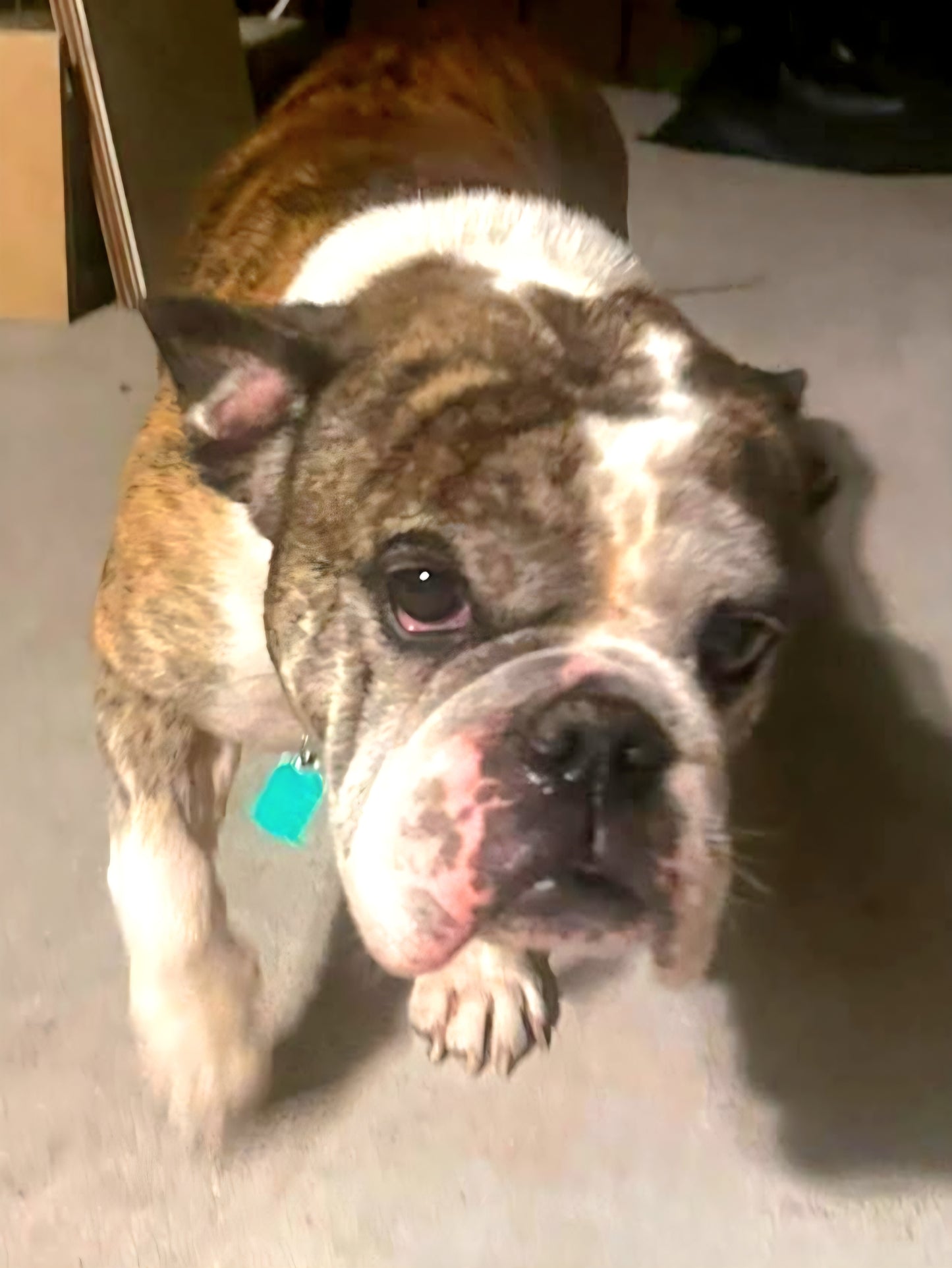 Bucksy Male English Bulldog