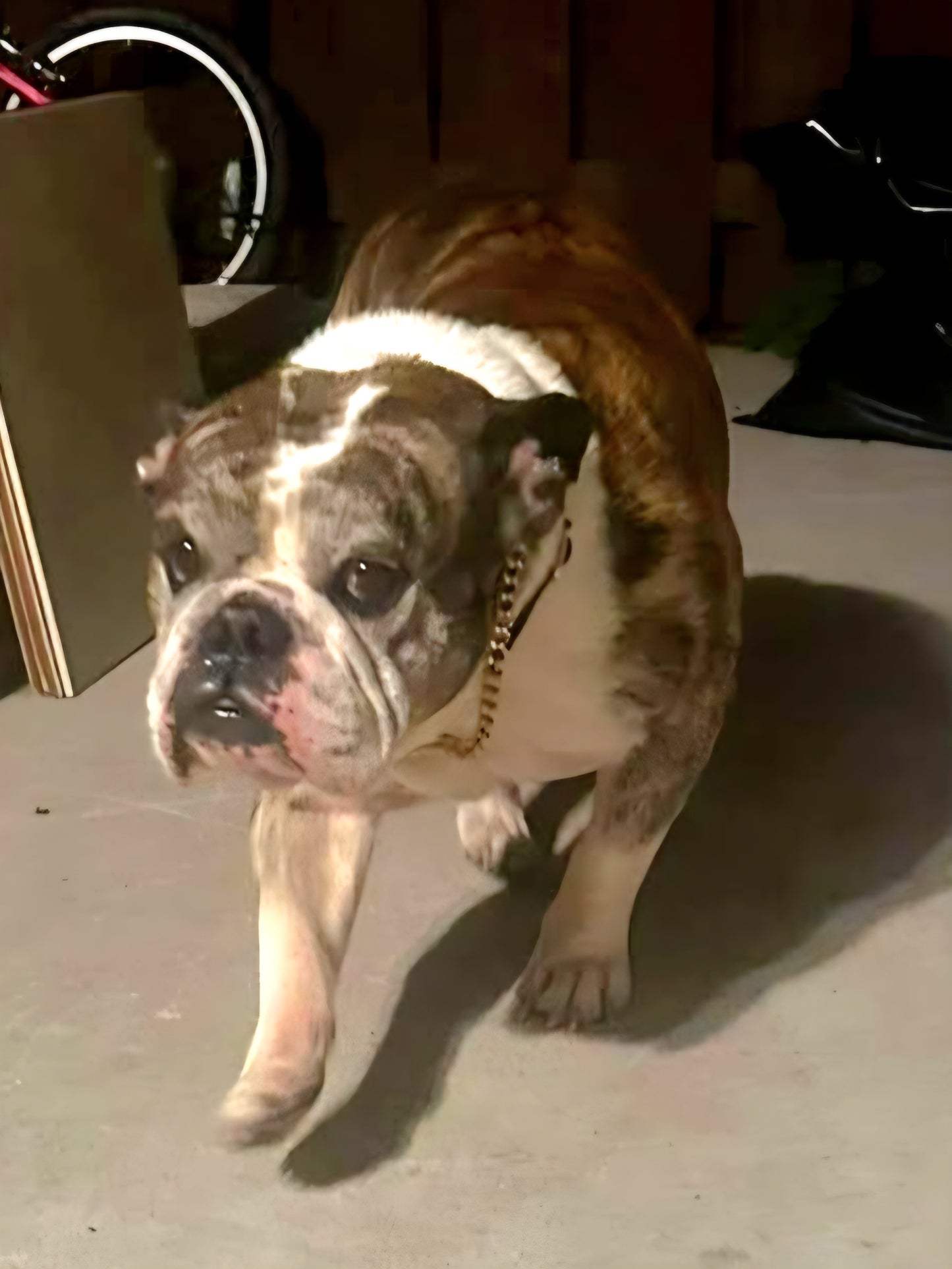 Bucksy Male English Bulldog