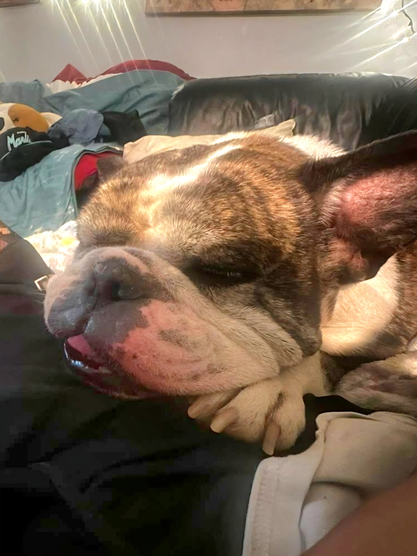 Bucksy Male English Bulldog