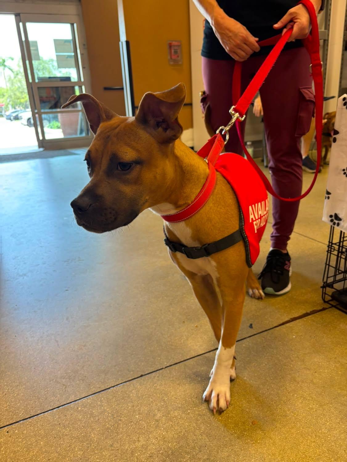 Coral Female Boxer Mix Puppy