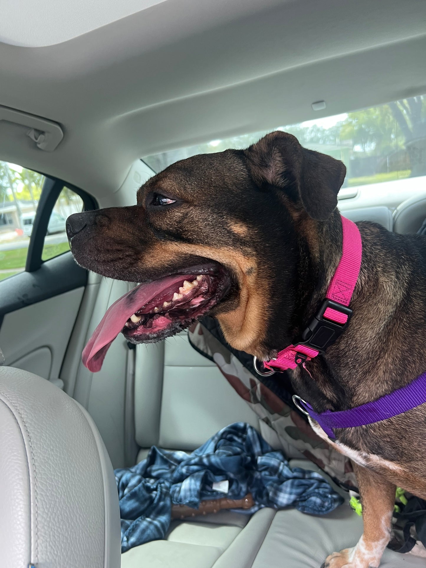 Dancer Female Labrador Retriever Mix