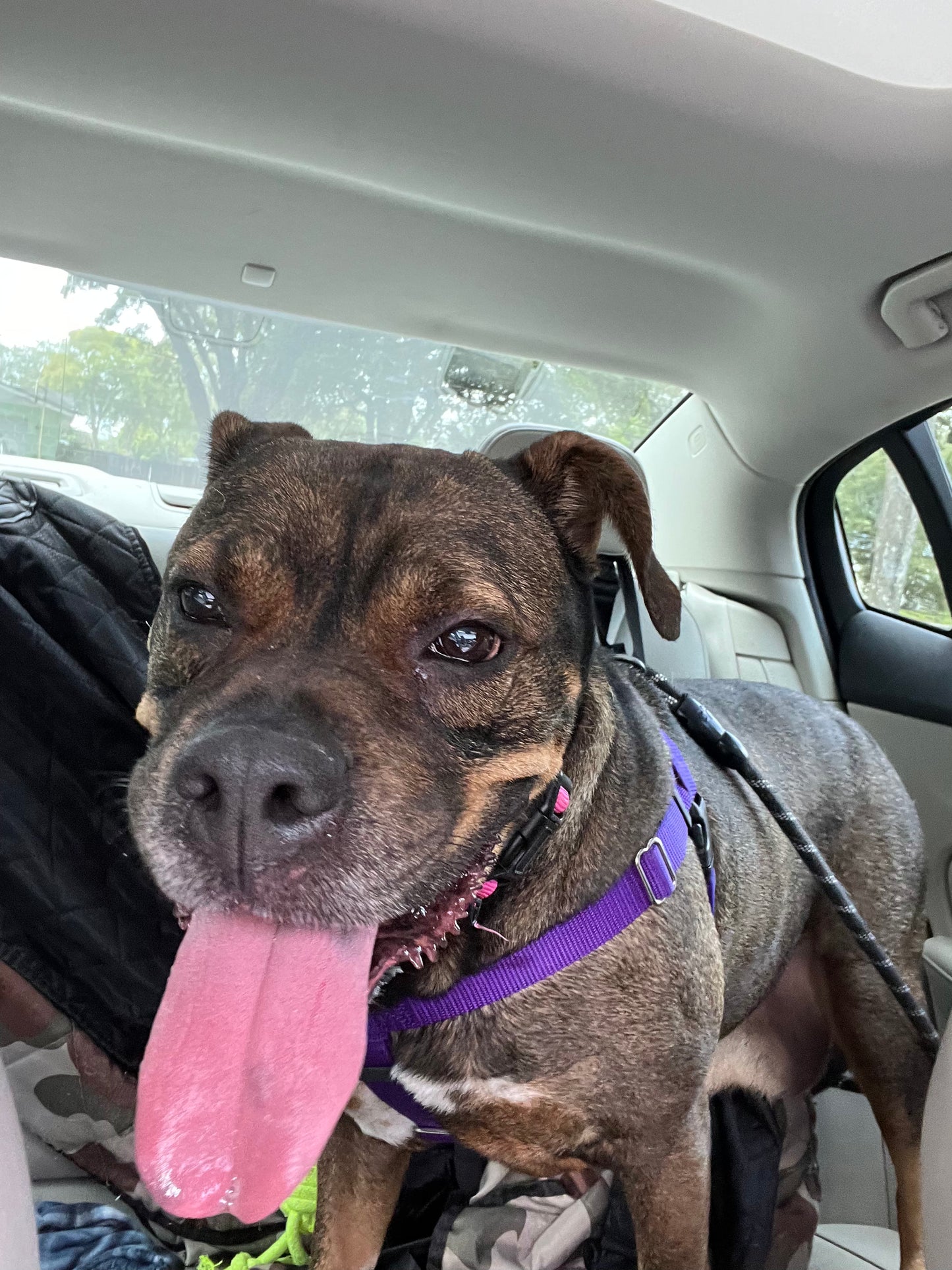 Dancer Female Labrador Retriever Mix