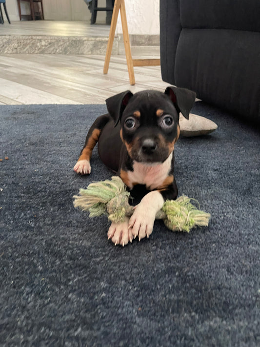 Amy Female Pitbull Mix Puppy