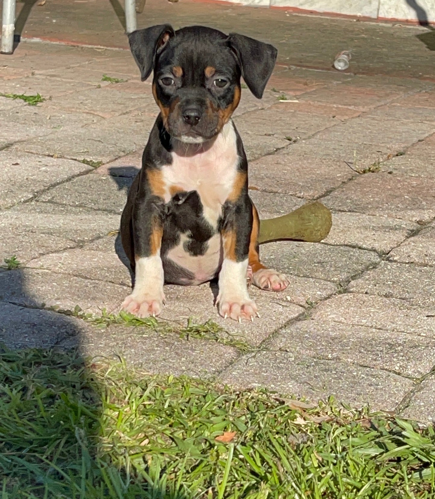 Amy Female Pitbull Mix Puppy