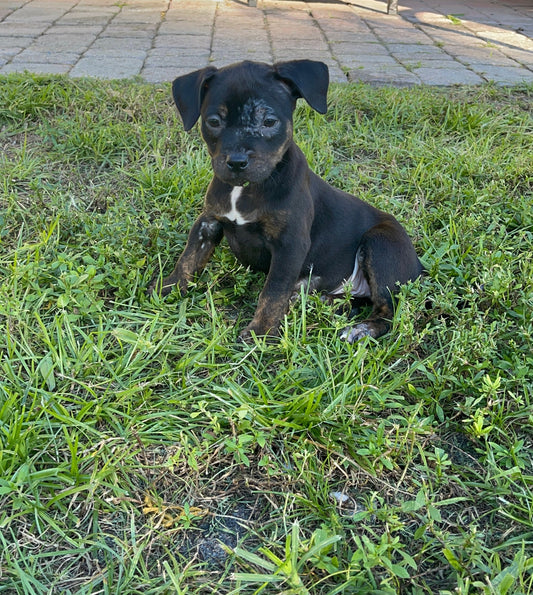 Blaze Female Pitbull Mix Puppy