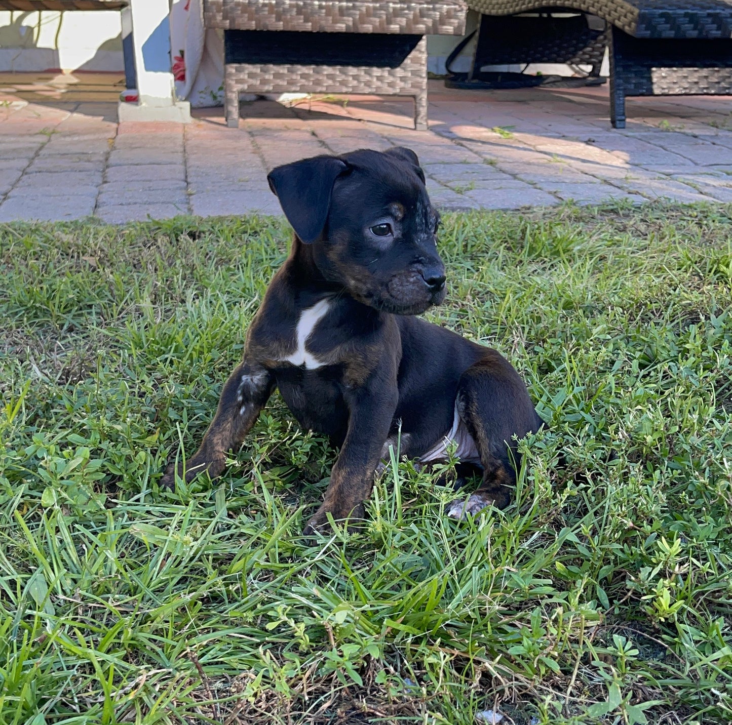 Blaze Female Pitbull Mix Puppy