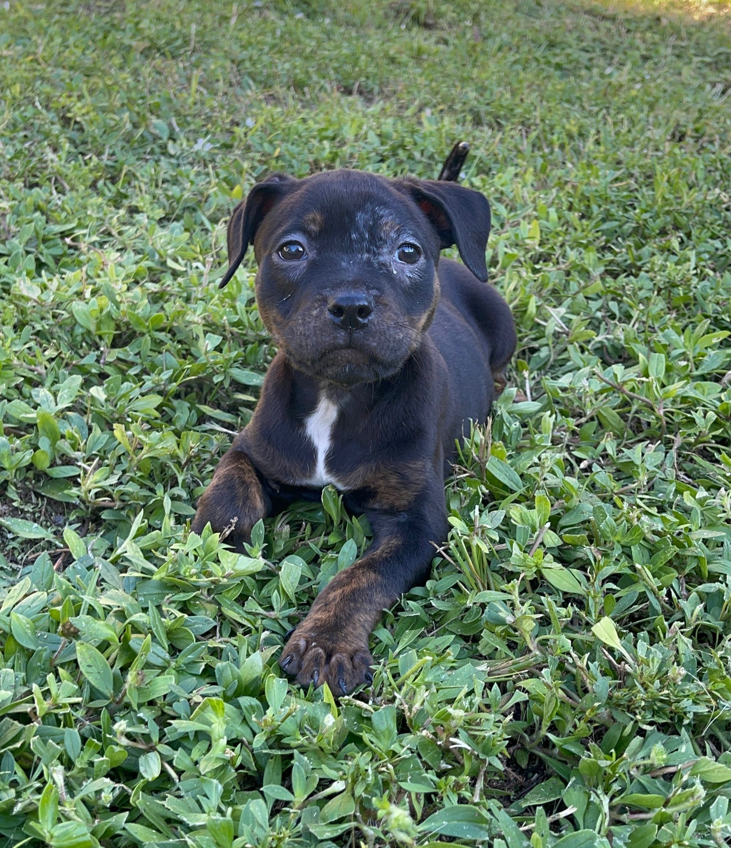Blaze Female Pitbull Mix Puppy