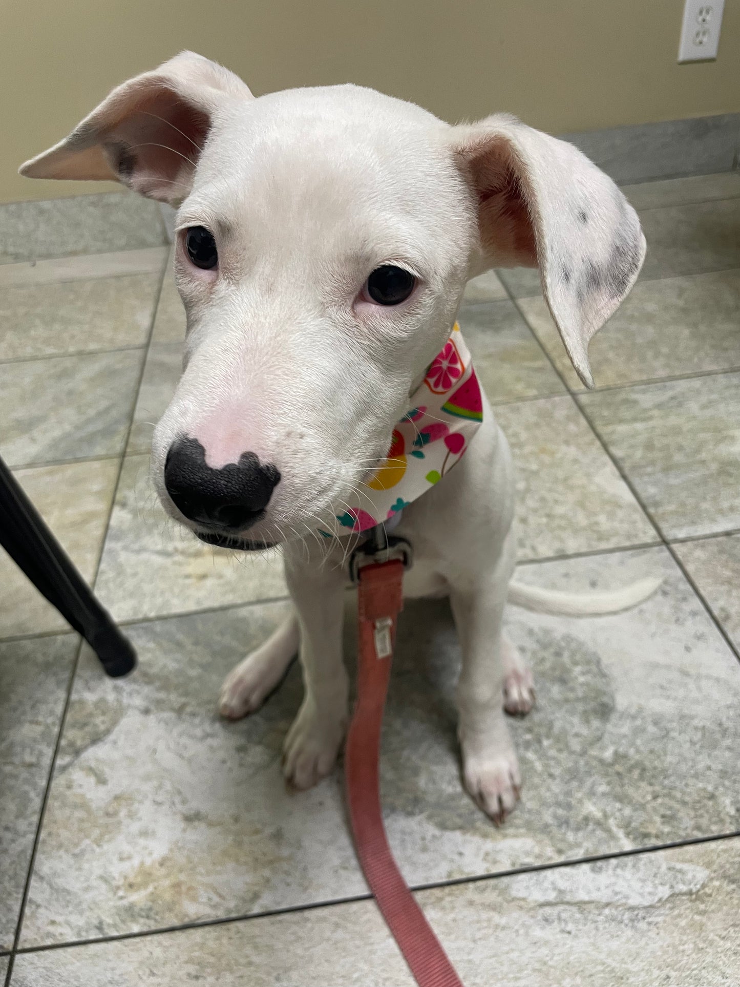Rose Female Dalmatian Mix Puppy