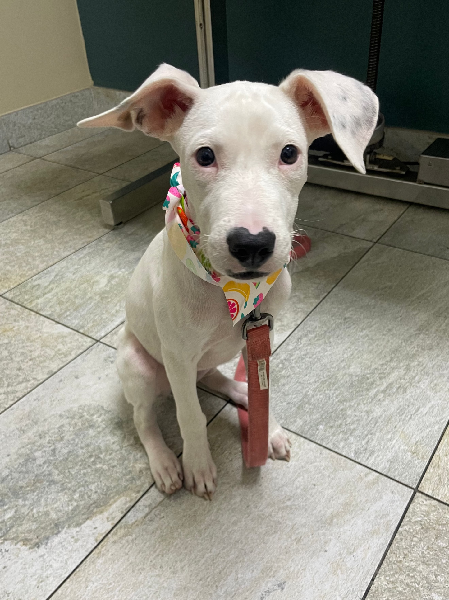 White puppy sitting on a tiled floor wearing a colorful bandana and red leash.