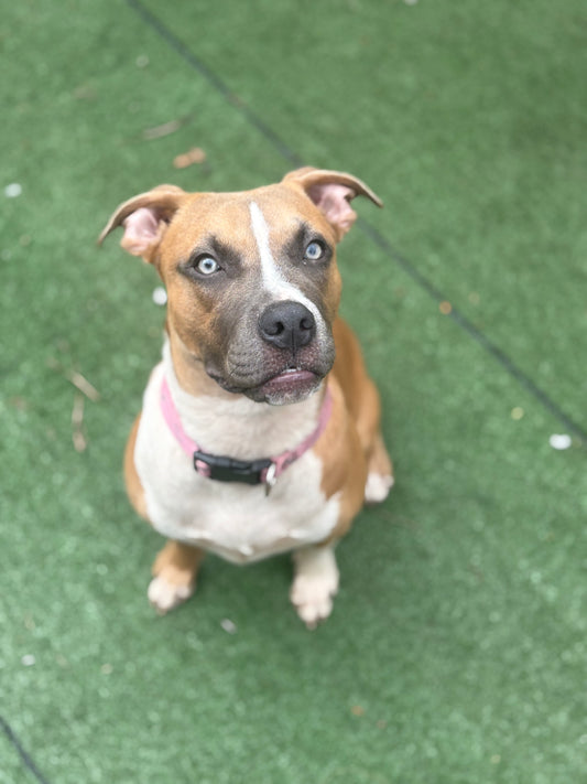 Nami Female Boxer Mix Puppy