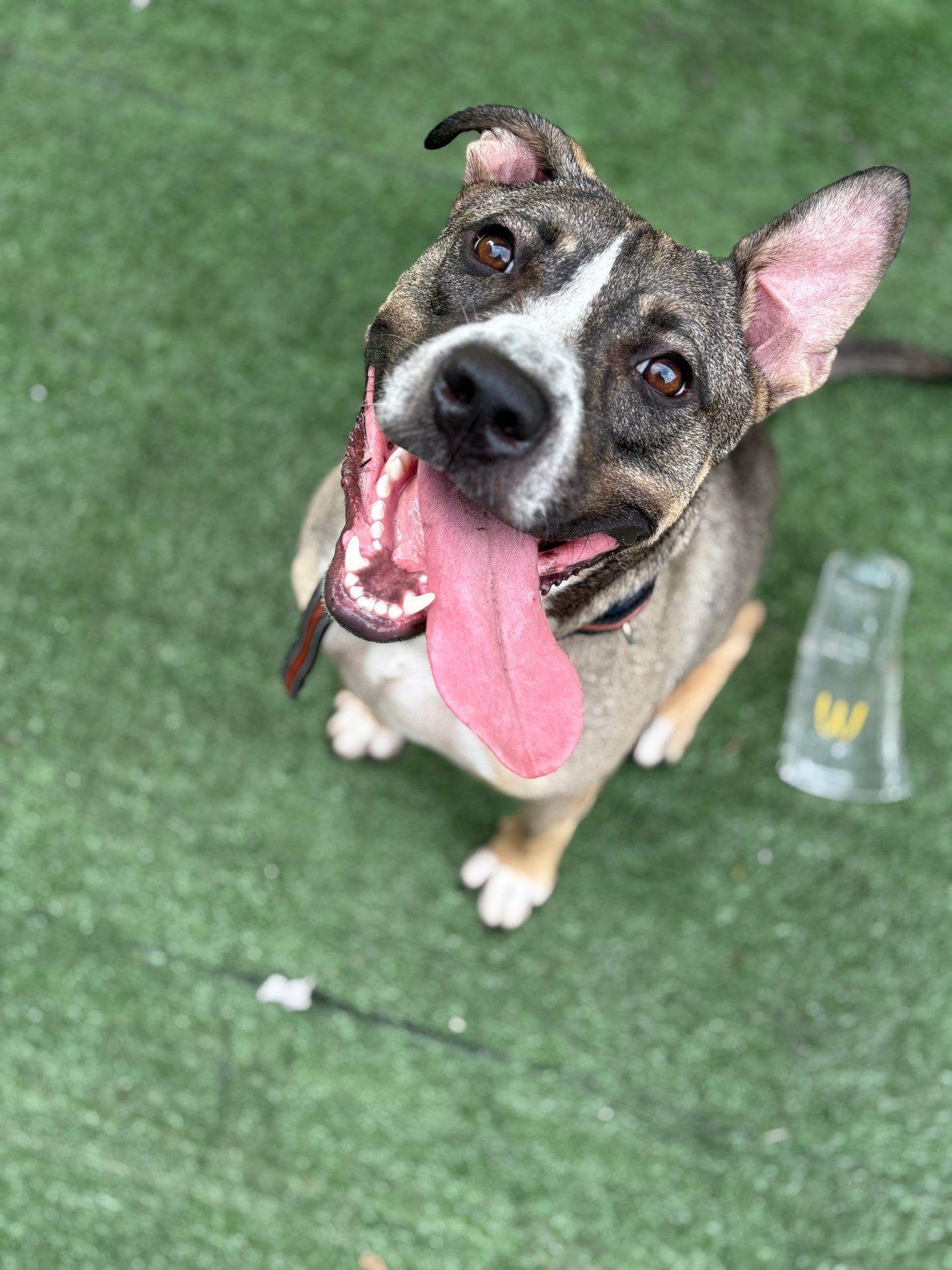 Kirby Male Labrador Retriever Mix